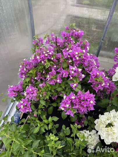 Бугенвиллия