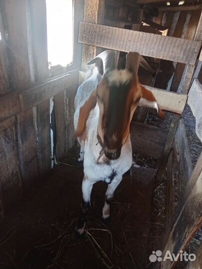 Нубийский козел