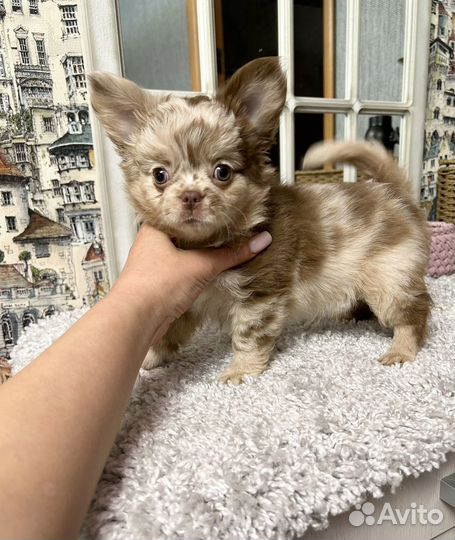 Эксклюзивчик