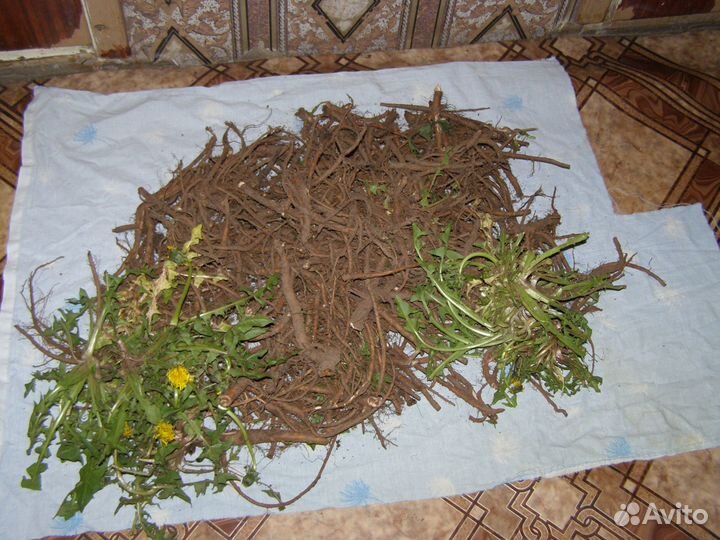 Корень одуванчика