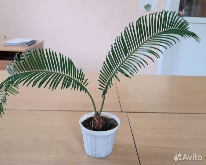 Саговник поникающий или Саговая пальма или Цикас