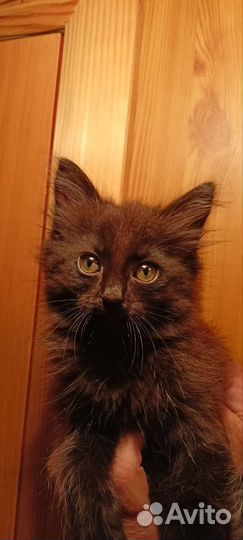 Кошка крыселовка