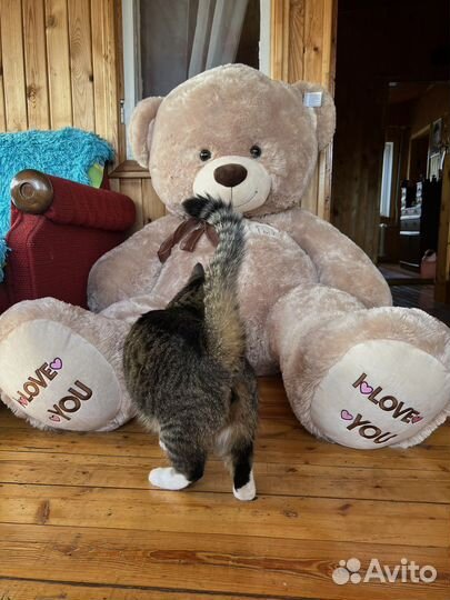 Плюшевый медведь