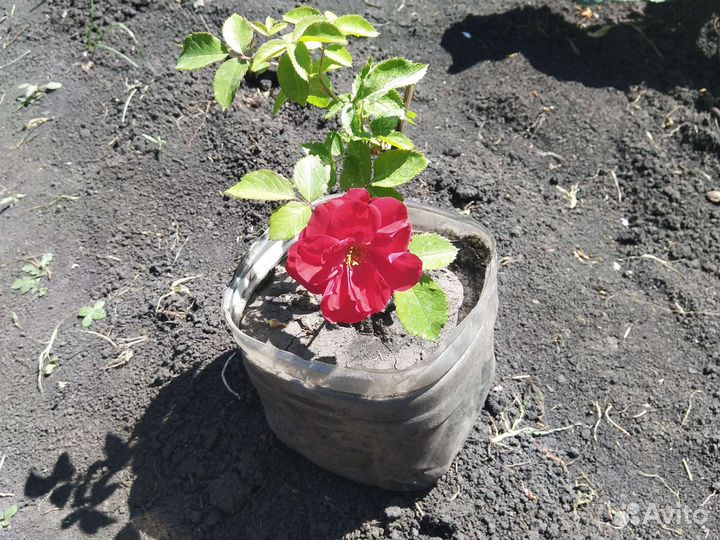 Роза плетистая