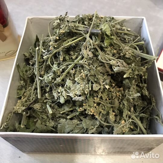 Семена укропа