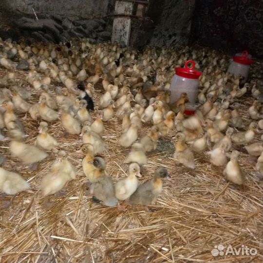 Утята суточные