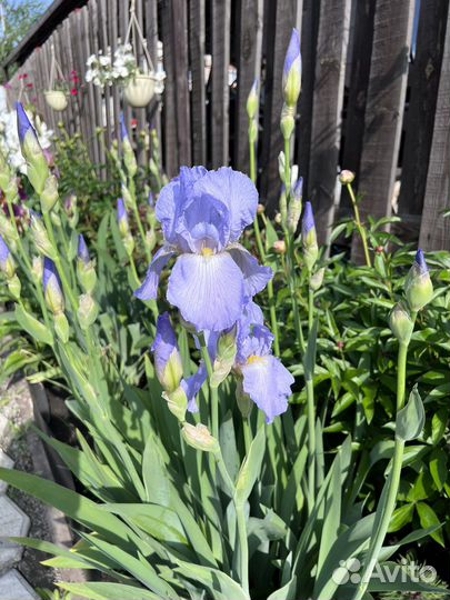 Ирисы