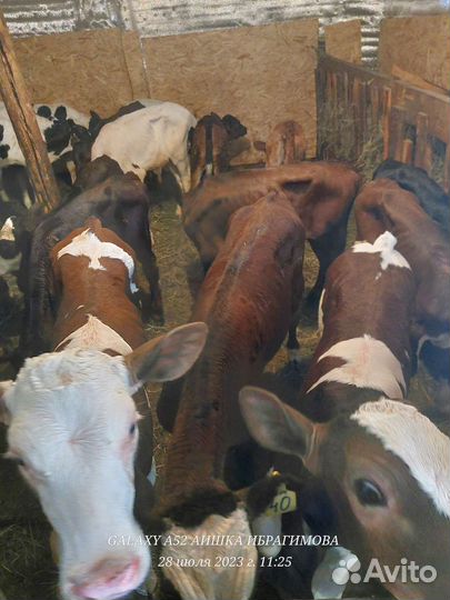 Быки и Телки