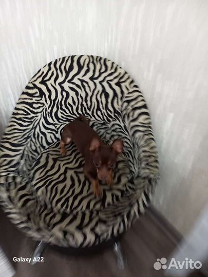 Вязка,русский той терьер 1год