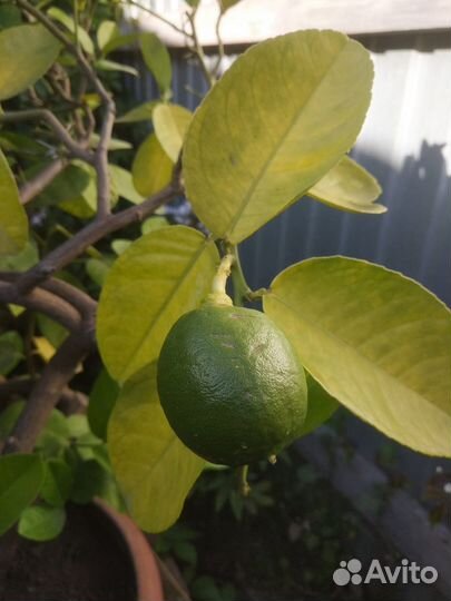 Лимонное дерево с плодами