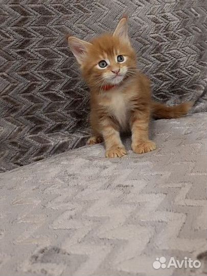 Котята мейн-кун