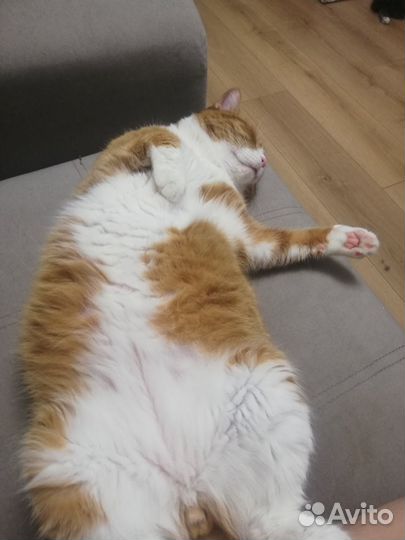 Рыжий котик Данко