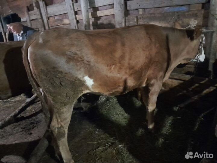 Телки на мясо