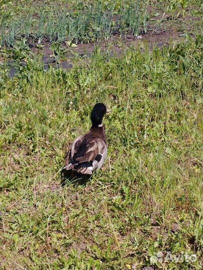 Селезень дикий
