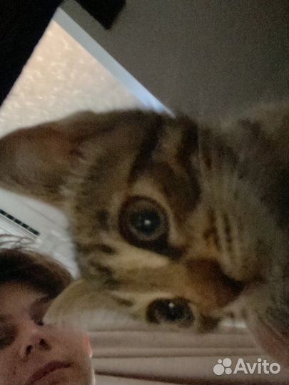 Кошка добрячка