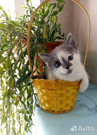 Малыши в добрые руки