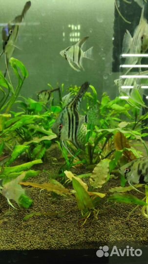 Скалярия оптом аквариумные рыбки