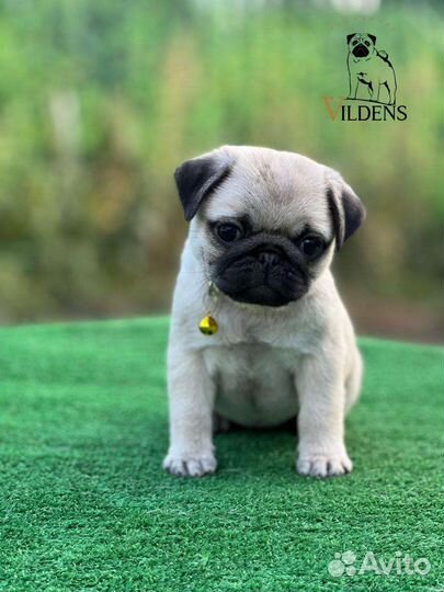 Щенки мопса