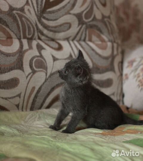 Кошечка в добрые руки