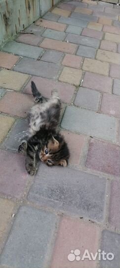 Отдаются котята в добрые руки