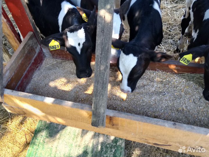 Продаются телята, бычки