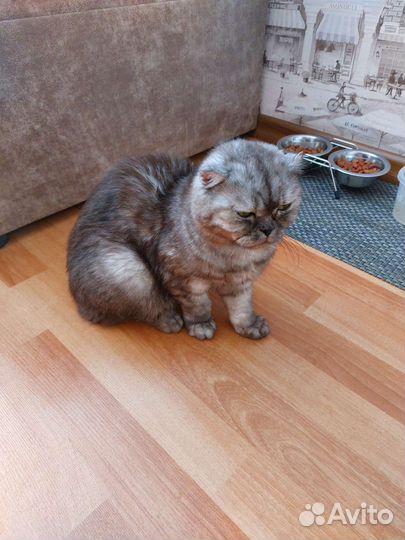 Шотландская вислоухая кошка