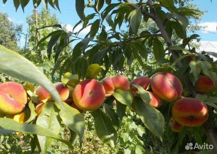 Инжирный персик