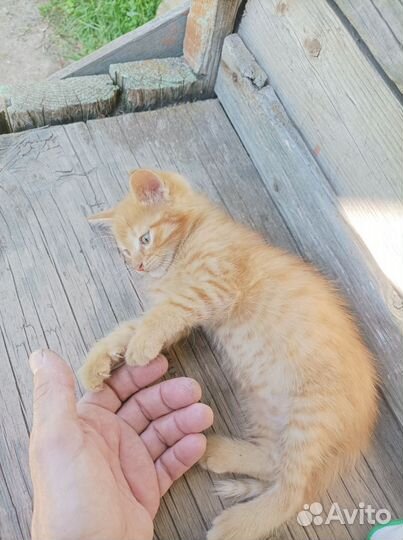 Котенок в добрые руки