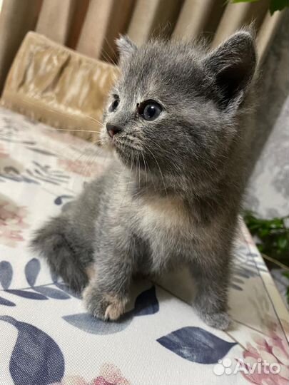 Русская голубая