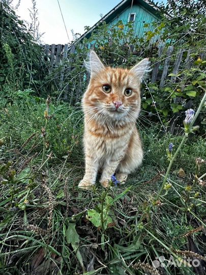 Кот Солнышко