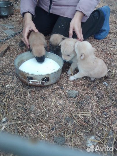 Домашние животные собаки щенки