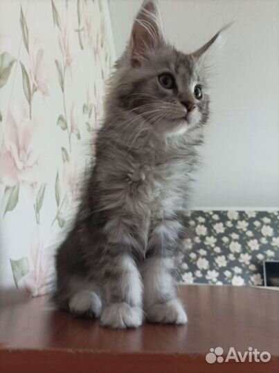 Кошка мейн-кун
