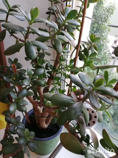 Комнатный цветок