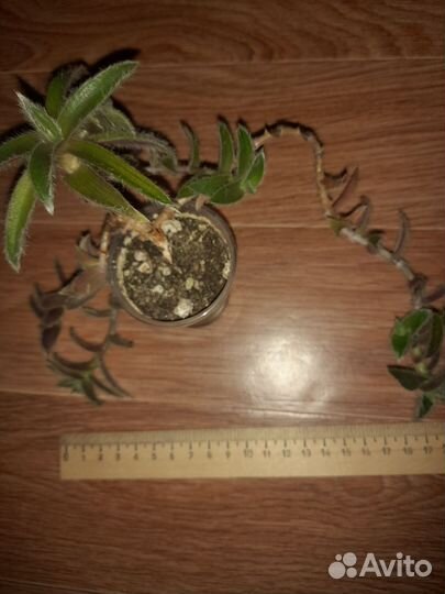 Суккуленты