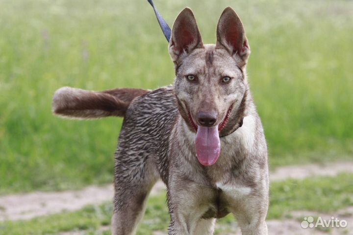 Приютская собачка