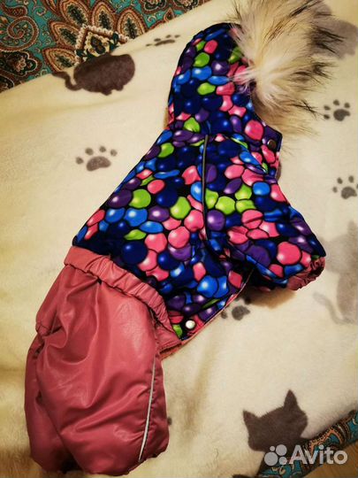 Одежда для маленьких собак бу