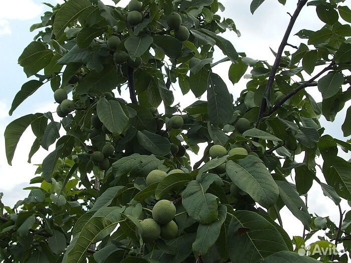 Грецкий орех Идеал(саженцы) и др.моростойкие сорта