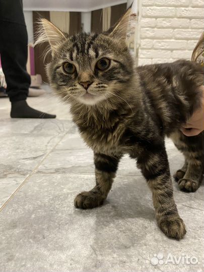 Котёнок бесплатно