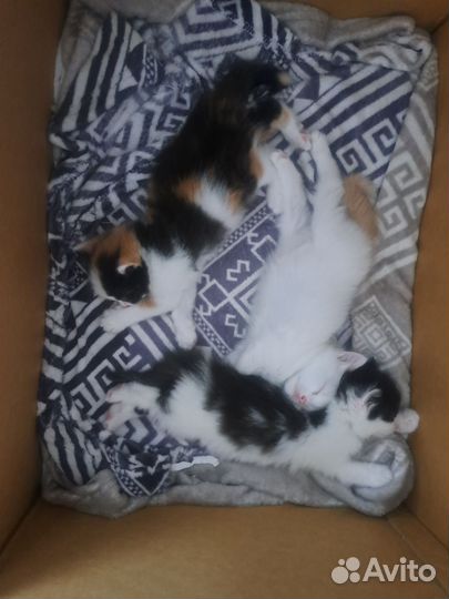 Котята в добрые руки