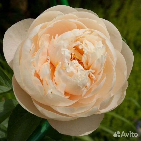 Пионы пастелеганс в наличии