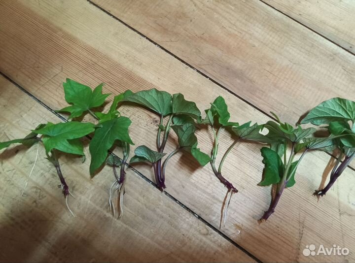 Батат сладкий картофель- рассада