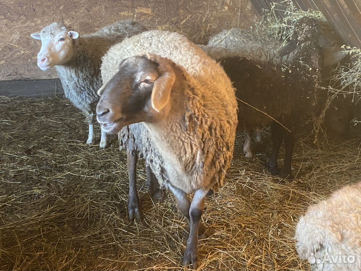 Овцы,бараны