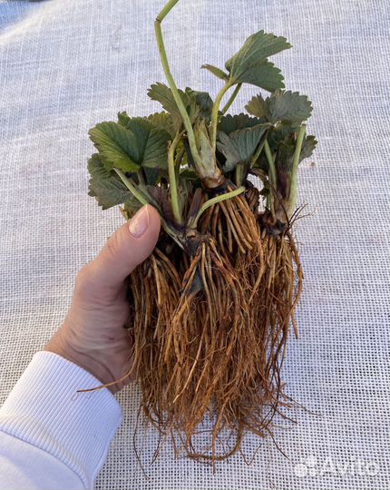 Саженцы клубники