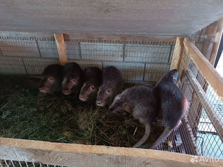 Нутрии самцы