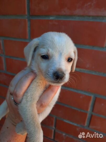 Щенки той терьер