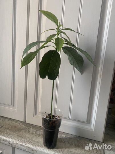 Авокадо растение