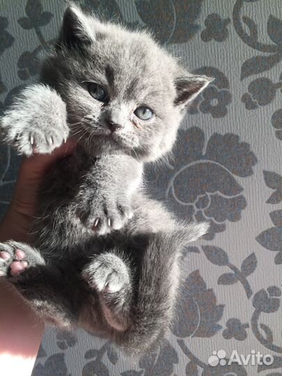 Британский кот вязка
