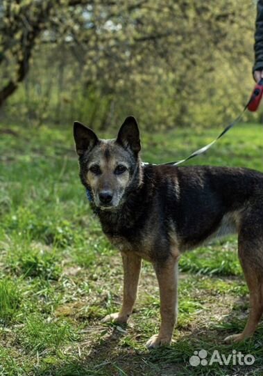 Наши пожилые сестрички ищут дом