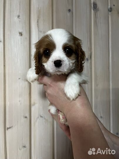 Кинг чарльз спаниель