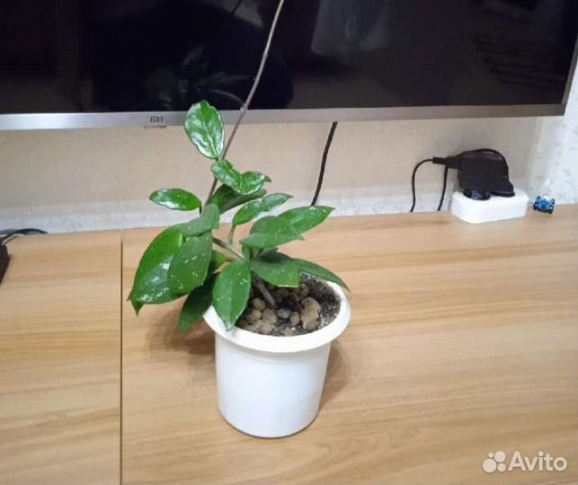 Лиана неприхотливая. Комнатные цветы